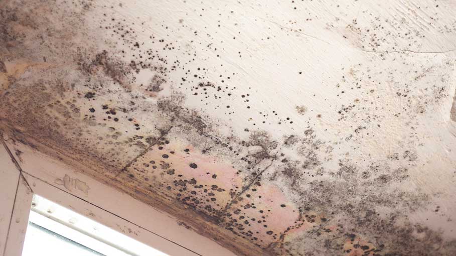 damp and mould image